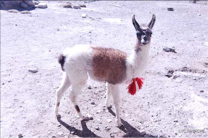 31 Troupeau de Lamas aux paturages (13)