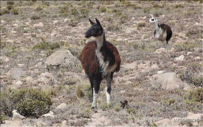 31 Troupeau de Lamas aux paturages
