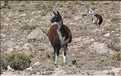 31 Troupeau de Lamas aux paturages