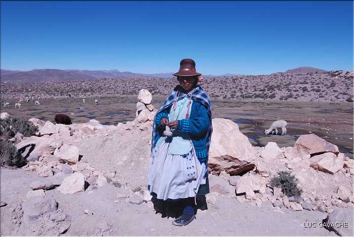 32 Une bergére avec son troupeau d'Alpagas sur l'Altiplano