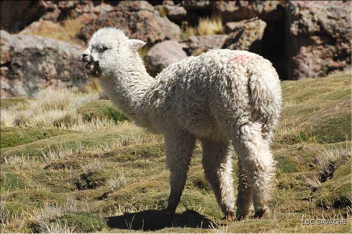 33 Troupeau d'Alpagas, ces animeaux sont très prisés pour leurs laines et leur viande (1)