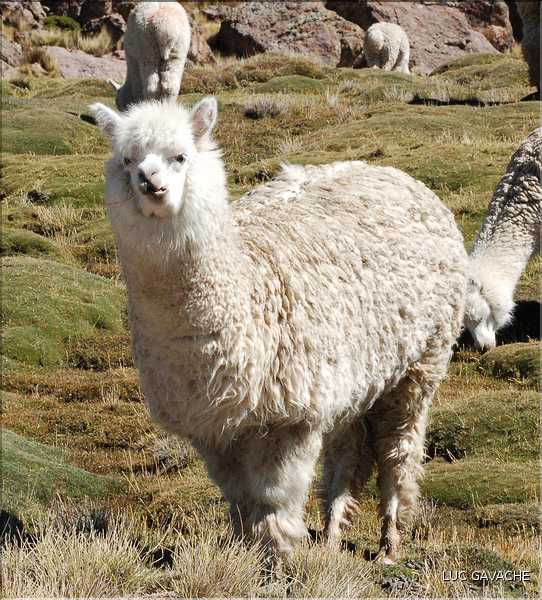 33 Troupeau d'Alpagas, ces animeaux sont très prisés pour leurs laines et leur viande (4)