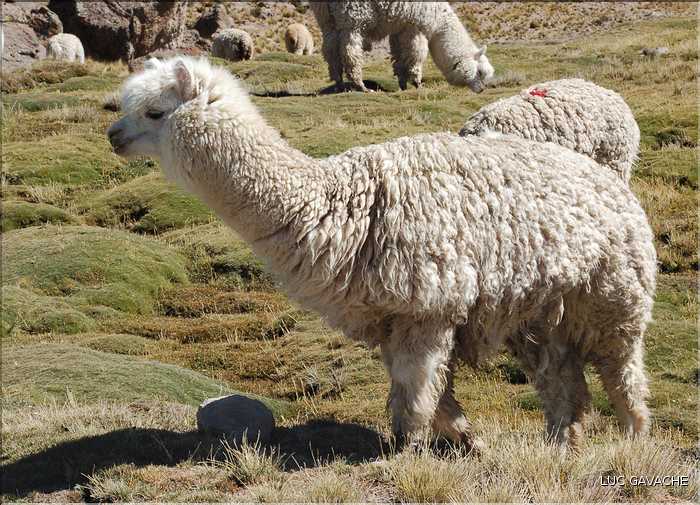 33 Troupeau d'Alpagas, ces animeaux sont très prisés pour leurs laines et leur viande (6)