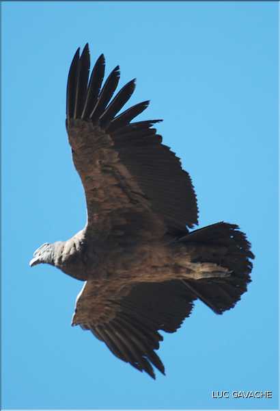 38 Les Condors du Canyon de Colca peuvent atteindre jusqu'à trois mètres d'envergure (1)