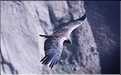 38 Les Condors du Canyon de Colca peuvent atteindre jusqu'à trois mètres d'envergure (2)