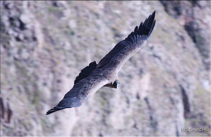 38 Les Condors du Canyon de Colca peuvent atteindre jusqu'à trois mètres d'envergure (3)