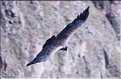38 Les Condors du Canyon de Colca peuvent atteindre jusqu'à trois mètres d'envergure (3)