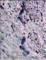 38 Les Condors du Canyon de Colca peuvent atteindre jusqu'à trois mètres d'envergure (4)