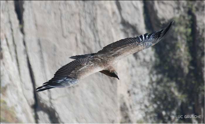 38 Les Condors du Canyon de Colca peuvent atteindre jusqu'à trois mètres d'envergure (7)