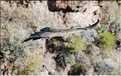 38 Les Condors du Canyon de Colca peuvent atteindre jusqu'à trois mètres d'envergure (8)
