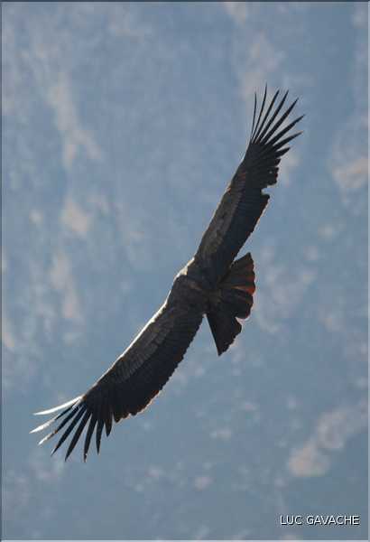 38 Les Condors du Canyon de Colca peuvent atteindre jusqu'à trois mètres d'envergure (12)