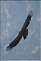 38 Les Condors du Canyon de Colca peuvent atteindre jusqu'à trois mètres d'envergure (12)
