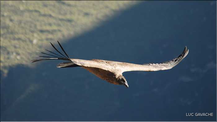 38 Les Condors du Canyon de Colca peuvent atteindre jusqu'à trois mètres d'envergure (14)