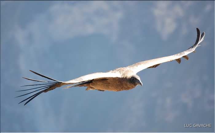 38 Les Condors du Canyon de Colca peuvent atteindre jusqu'à trois mètres d'envergure (17)