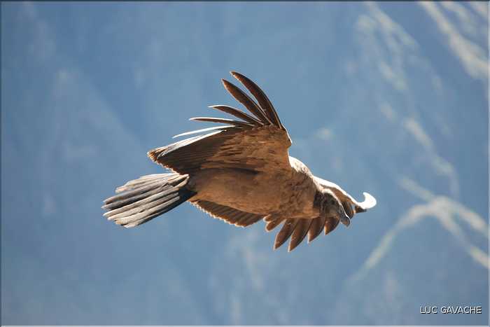 38 Les Condors du Canyon de Colca peuvent atteindre jusqu'à trois mètres d'envergure (20)