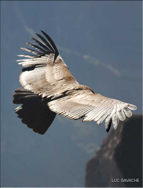 38 Les Condors du Canyon de Colca peuvent atteindre jusqu'à trois mètres d'envergure (21)