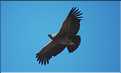 38 Les Condors du Canyon de Colca peuvent atteindre jusqu'à trois mètres d'envergure (23)
