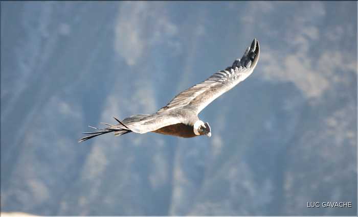 40 Condor royal du Canyon de Colca avec son anneau de plumes blanches autour du cou (2)