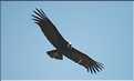 40 Condor royal du Canyon de Colca avec son anneau de plumes blanches autour du cou (4)
