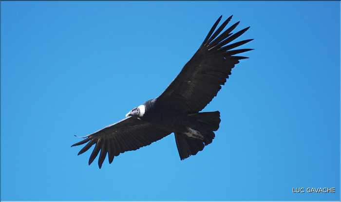 40 Condor royal du Canyon de Colca avec son anneau de plumes blanches autour du cou (5)