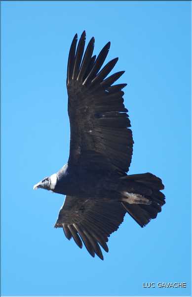 40 Condor royal du Canyon de Colca avec son anneau de plumes blanches autour du cou (6)