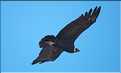 40 Condor royal du Canyon de Colca avec son anneau de plumes blanches autour du cou (7)