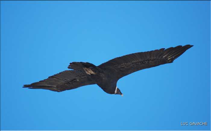 40 Condor royal du Canyon de Colca avec son anneau de plumes blanches autour du cou (8)