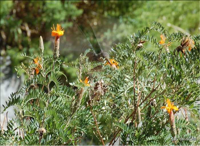 42 Colibri en vol, Canyon de Colca