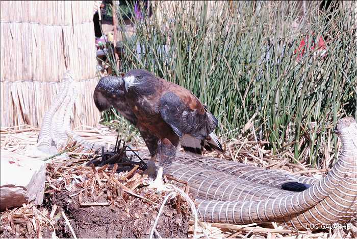 51 Aigle captif sur une des îles flottantes (2)