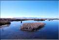 53 Après les roseaux, les eaux libres du lac Titicaca commence (2)