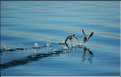 65 Oiseaux aquatiques du lac Titicaca aux environs de Puno (3)