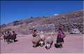 76 Bergères et leurs alpagas, dans le site Inca de  Saqsayhuaman (2)