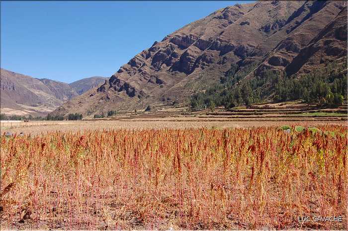 91 Champs  de quinoa, la graine sacrée des Incas. Village de Pisac, au début de la vallée sacrée des Inca (1)
