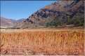 91 Champs  de quinoa, la graine sacrée des Incas. Village de Pisac, au début de la vallée sacrée des Inca (1)
