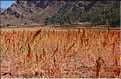 91 Champs  de quinoa, la graine sacrée des Incas. Village de Pisac, au début de la vallée sacrée des Inca (2)
