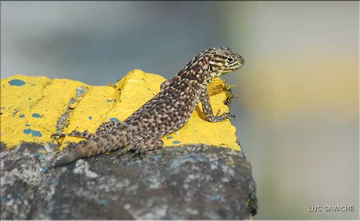 115 Ce lézard, est et l'un des habitants du Site du Machu Picchu
