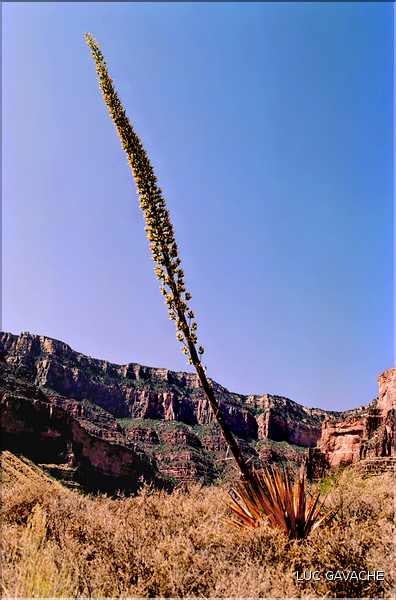 Le Grand canyon dans l'état de l'Arizona (5)