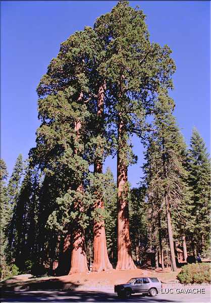 Le Sequoia Park abrite les plus grands arbres du monde