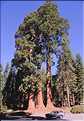 Le Sequoia Park abrite les plus grands arbres du monde