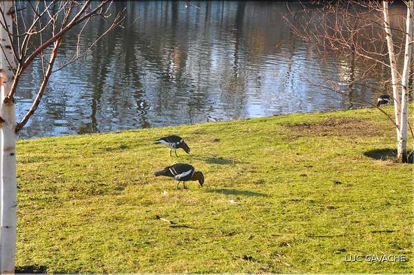 St. James's Park (8)