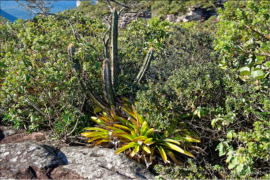 Le Pal Inàcio offre la vu la plus spéctaculaire de la Chapada. (14)