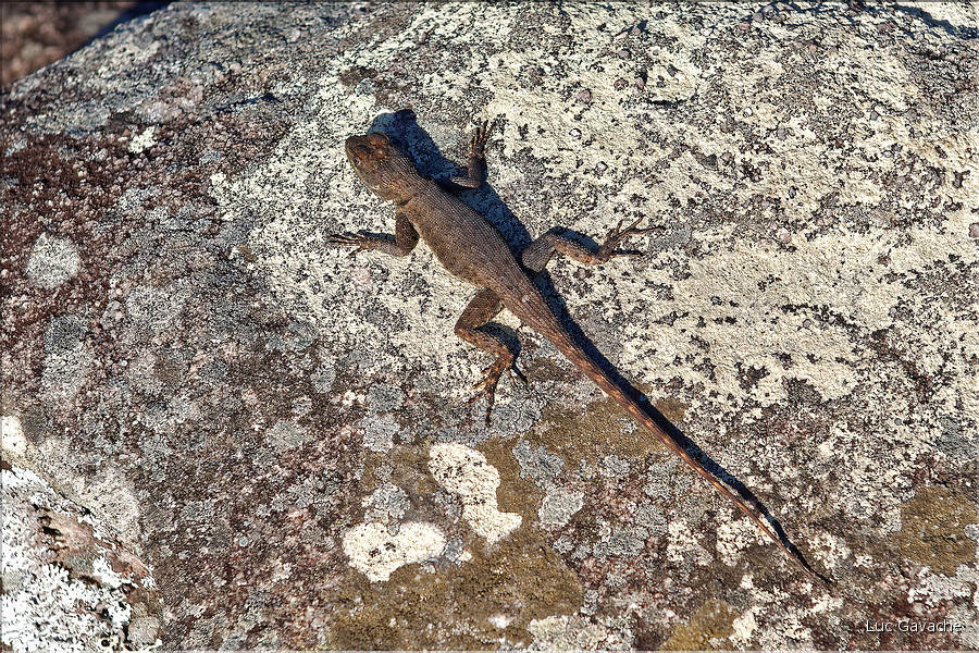 Le Pal Inàcio offre la vu la plus spéctaculaire de la Chapada. (16)