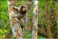 Région aux portes de Lençois, oú les mineurs extrayaient les diamants. (51) Singe Sagui