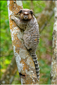 Région aux portes de Lençois, oú les mineurs extrayaient les diamants. (52) Singe Sagui