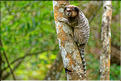 Région aux portes de Lençois, oú les mineurs extrayaient les diamants. (53) Singe Sagui