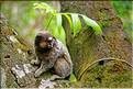 Région aux portes de Lençois, oú les mineurs extrayaient les diamants. (54) Singe Sagui