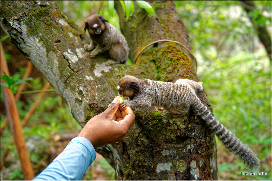 Région aux portes de Lençois, oú les mineurs extrayaient les diamants. (55) Singe Sagui