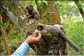 Région aux portes de Lençois, oú les mineurs extrayaient les diamants. (55) Singe Sagui