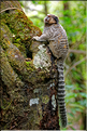 Région aux portes de Lençois, oú les mineurs extrayaient les diamants. (57) Singe Sagui