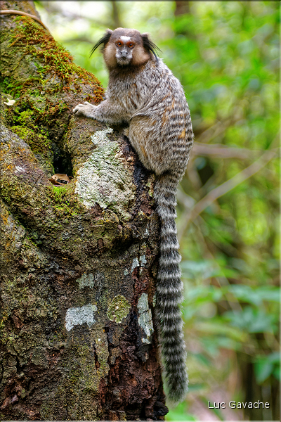 Région aux portes de Lençois, oú les mineurs extrayaient les diamants. (58) Singe Sagui